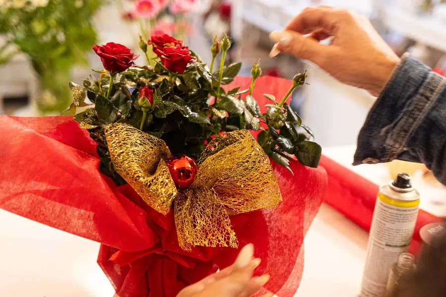 Pianta di rose rosse con fiocco dorato
