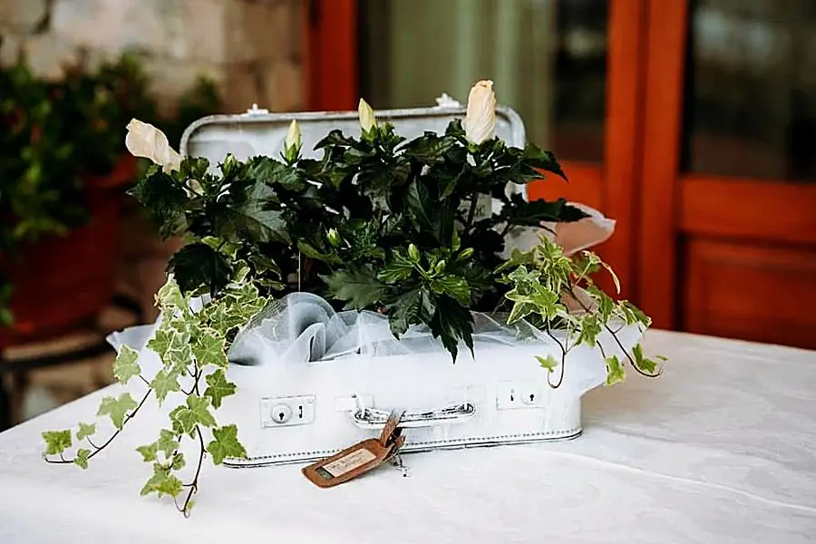 Valigetta bianca d’epoca con pianta di ibisco bianco ed edera, allestimento per un matrimonio